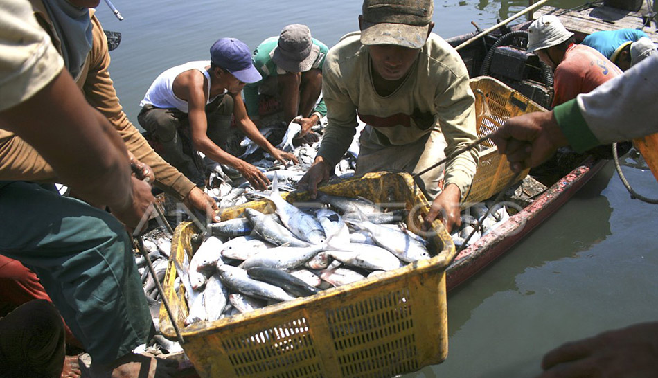 bandeng laut dan tawar